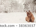 European Brown Bear in a winter forest 38363037