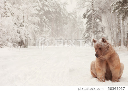 European Brown Bear in a winter forest 38363037