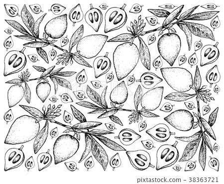 Hand Drawn Background of Fresh Canistel Fruits 38363721