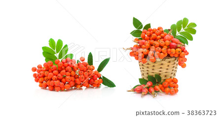 berries of red mountain ash and dog rose 38363723
