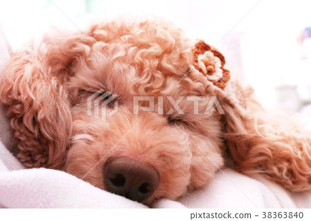 Hair ornament and dog 38363840