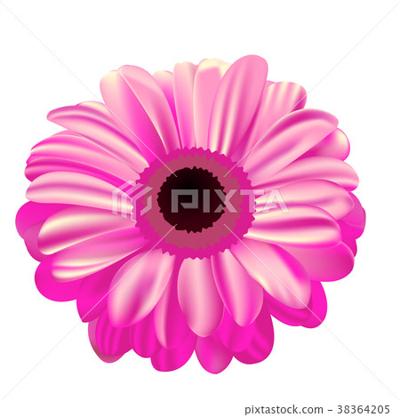 pink gerbera on white background, flower pink gerbera on white background, flower 38364205