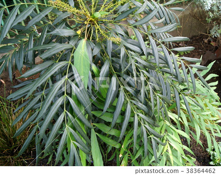 Narichhirahiiraginanten Narichhirahiiraginanten 38364462