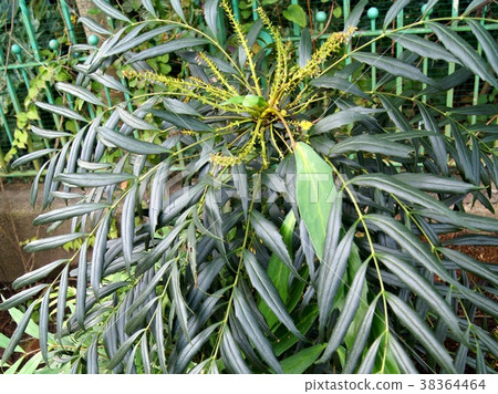 Narichhirahiiraginanten 38364464