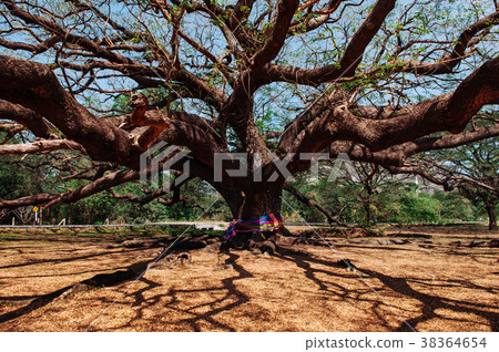 Giant rain tree big rain tree - ancient rain tree Giant rain tree big rain tree - ancient rain tree 38364654
