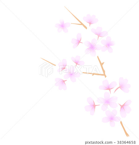佐倉例證分支和花在盛開白色 38364658