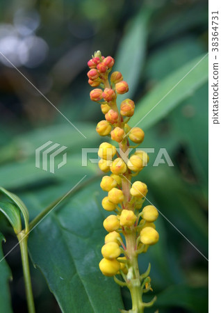 Narighirahiiraginanten花 38364731