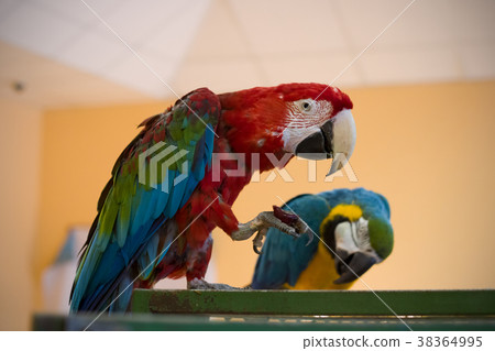 Two multicolored parrot on a cage 38364995