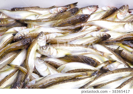 Hatahata ingredients 38365417