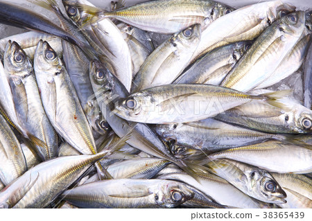 Horse mackerel 38365439