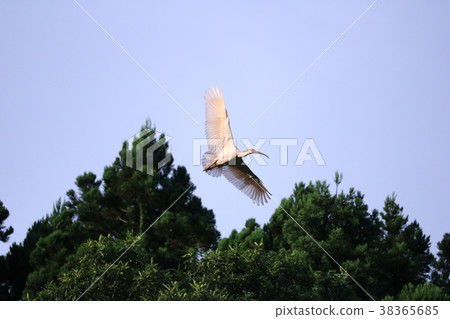 Return to the nest Return to the nest 38365685