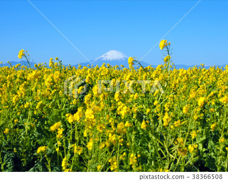 Rape blossoms and Mount Fuji 38366508
