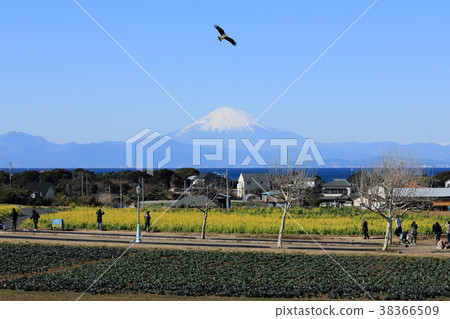 Duck, rape blossoms, Mt. Fuji 38366509