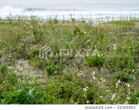 Seaside scenery Seaside scenery 38366862