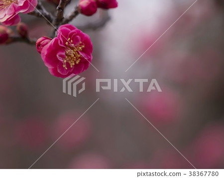 Red plum, ume, beginning to bloom Red plum, ume, beginning to bloom 38367780