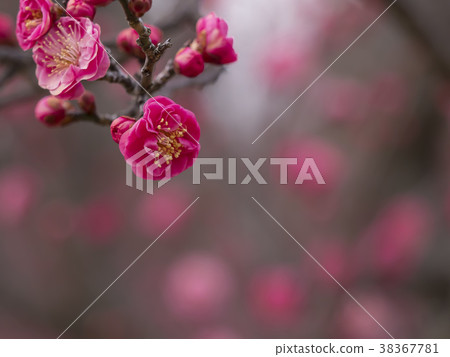 Red plum, ume, beginning to bloom 38367781