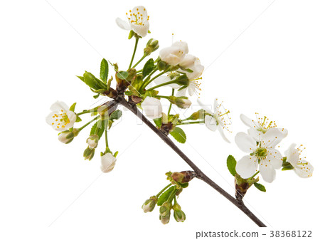 branch with cherry flowers branch with cherry flowers 38368122