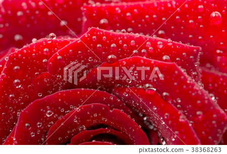 red rose with water drops 38368263