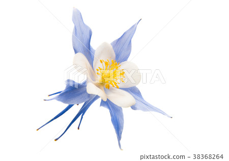 aquilegia flower isolated aquilegia flower isolated 38368264