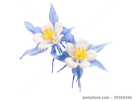 aquilegia flower isolated 38368266