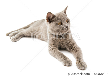gray cat isolated gray cat isolated 38368308