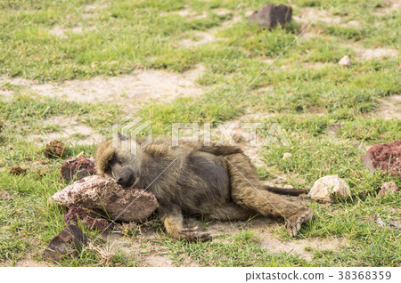Baboon lay on the ground head on a stone 38368359