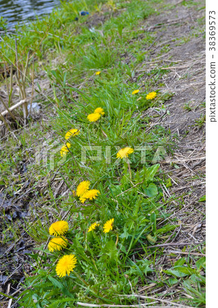 Dandelion, Taraxacum officinale, in flower. Dandelion, Taraxacum officinale, in flower. 38369573