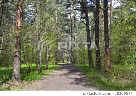 Path in the Pine Forest Path in the Pine Forest 38369574