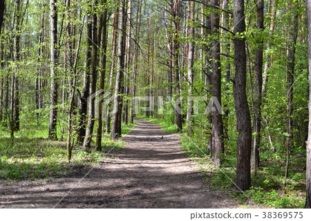 Path in the Pine Forest Path in the Pine Forest 38369575