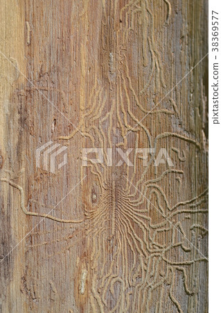 Traces of the pest beetle pest on the trunk tree 38369577