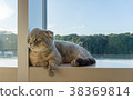 Cat on the window 38369814
