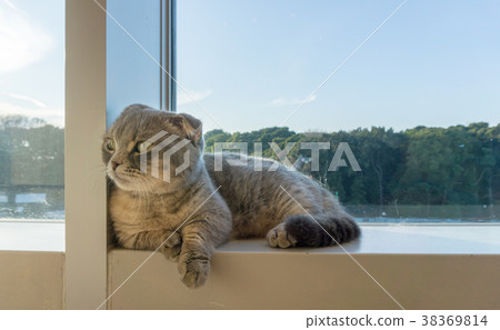 Cat on the window 38369814