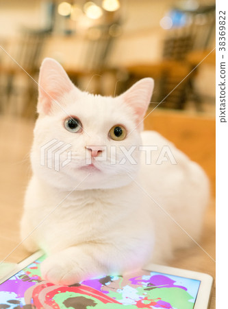 Wow sky cat 38369822