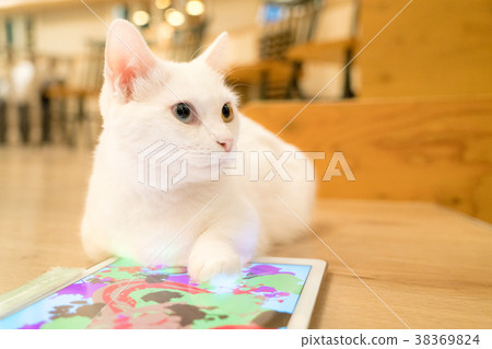 Sky cat above 38369824