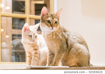 Cats lining the window 38369828