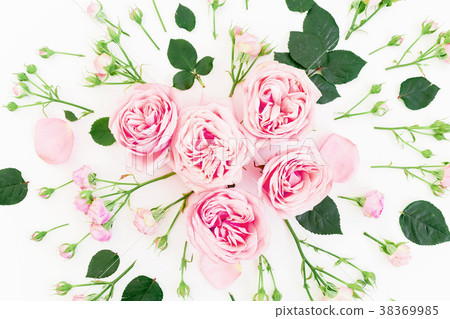 Stylish floral pattern with pink roses, buds Stylish floral pattern with pink roses, buds 38369985