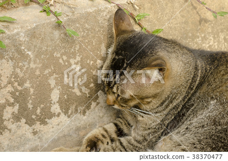 Black feather cats with cement wall Black feather cats with cement wall 38370477