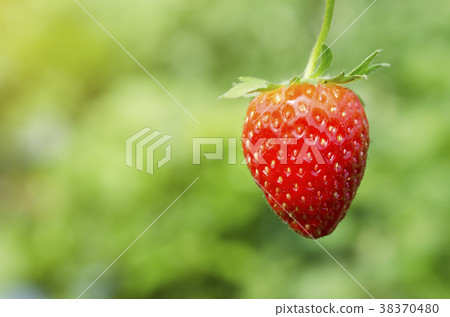 Red strawberry with blurred background Red strawberry with blurred background 38370480