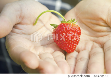 Red strawberries in hand Red strawberries in hand 38370482