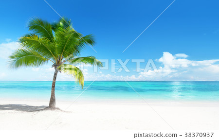 Palm on Caribbean beach 38370937