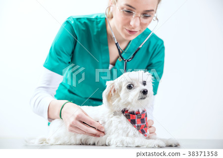 Female vet examinates a dog using a stethoscope Female vet examinates a dog using a stethoscope 38371358