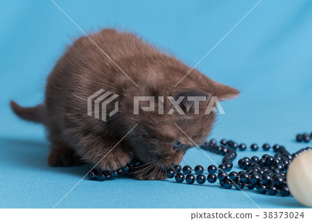 Cute baby British kitten with stubby tail jumping Cute baby British kitten with stubby tail jumping 38373024