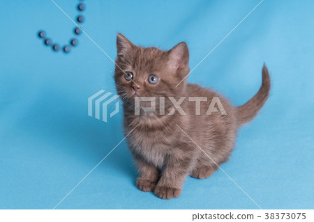 Cute baby British kitten with stubby tail jumping 38373075