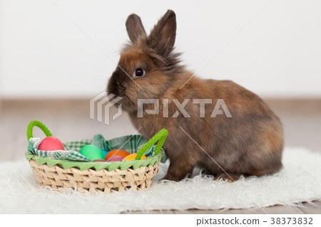 Rabbit and Easter eggs 38373832