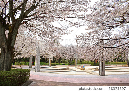 Sakura, Koganei City, Tokyo Prefecture Sakura, Fuchu City Tama Town, Musashi Park 38373897