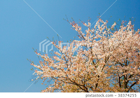 Cherry blossoms at Hakkei Shimizuya Park 38374255