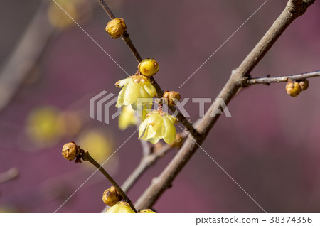 Yellow wax plume blooming against a background of red plum blossoms 38374356