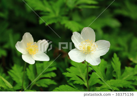 Flowers Flowers 38375136