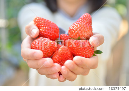 女孩享受草莓採摘(身體部位) 女孩享受草莓採摘(身體部位) 38375497