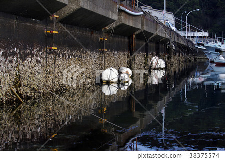 Natural oysters 38375574